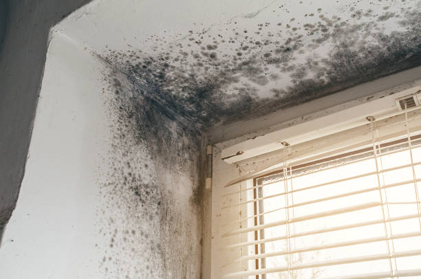 Affordable Attic Mold Remediation solutions in New Germany, MN