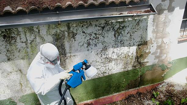 Top rated local Attic Mold Remediation specialists in New Germany, MN